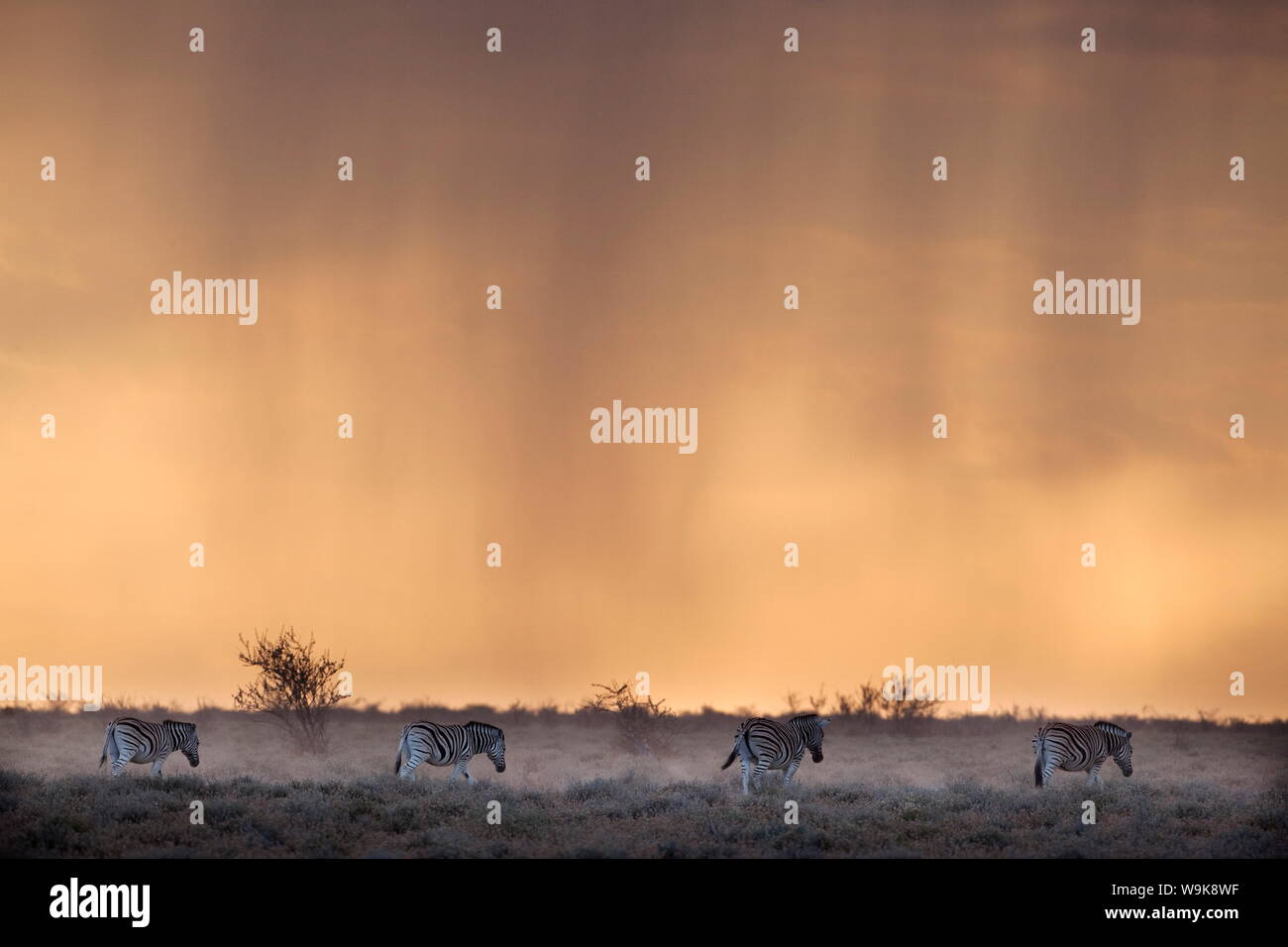 Zèbre des plaines (Equus burchelli), au coucher du soleil orageux, Etosha National Park, Namibie, Afrique Banque D'Images