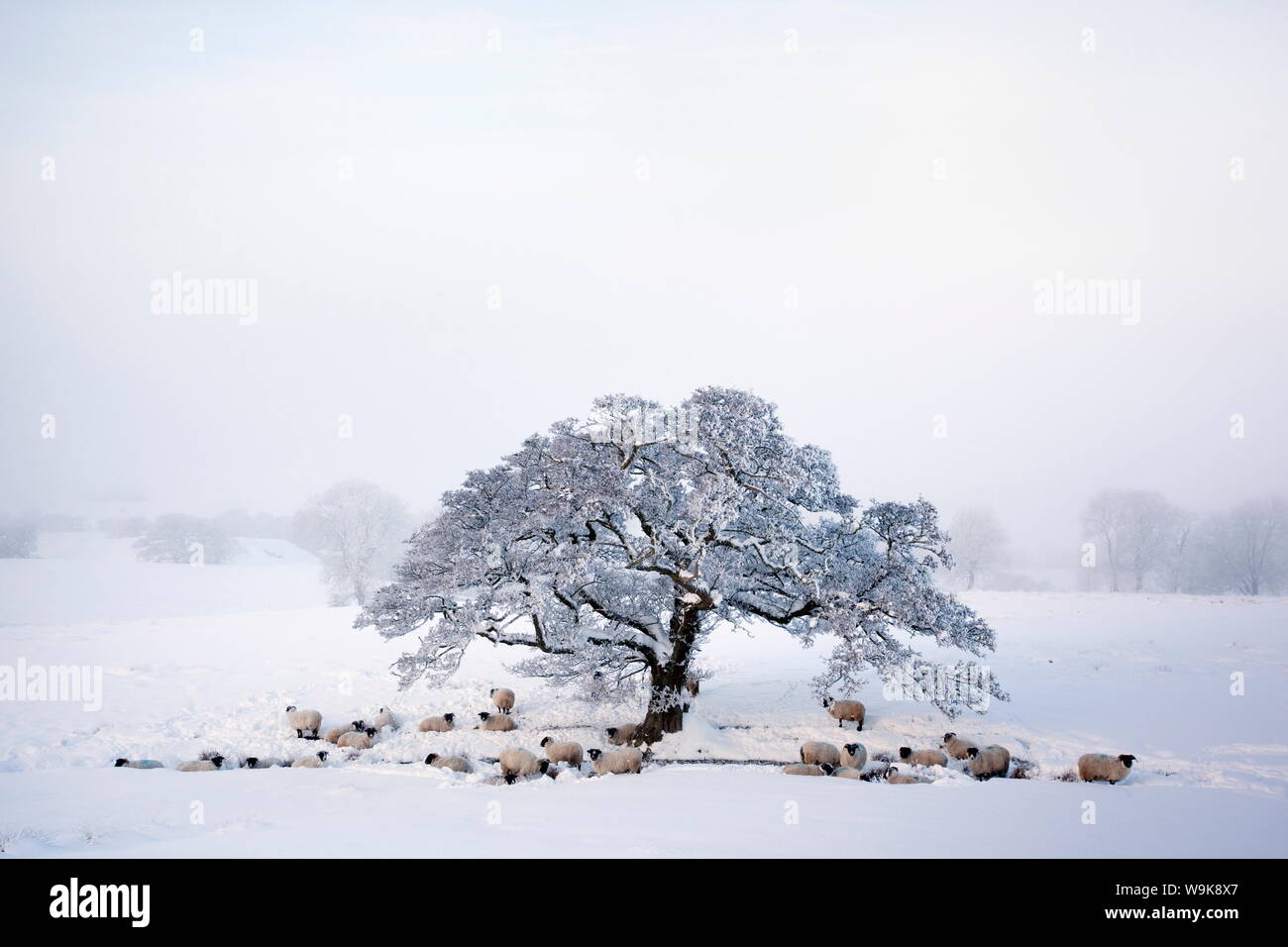 Blackface Northumberland moutons dans la neige, Tarset, Hexham, Northumberland, Angleterre, Royaume-Uni, Europe Banque D'Images