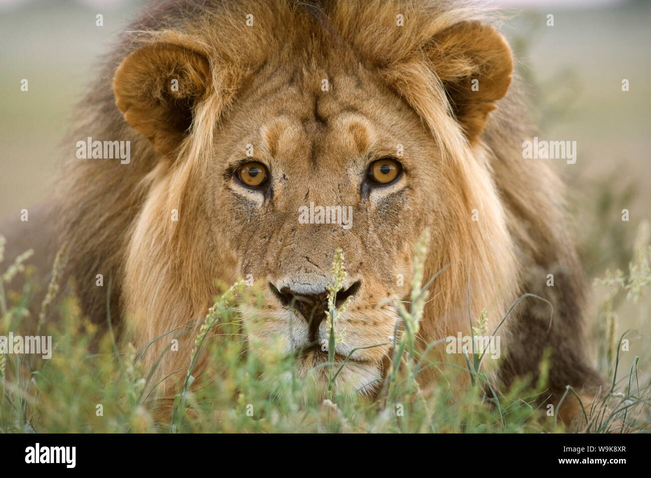 Lion (Panthera leo), Kgalagadi Transfrontier Park, Northern Cape, Afrique du Sud, l'Afrique Banque D'Images