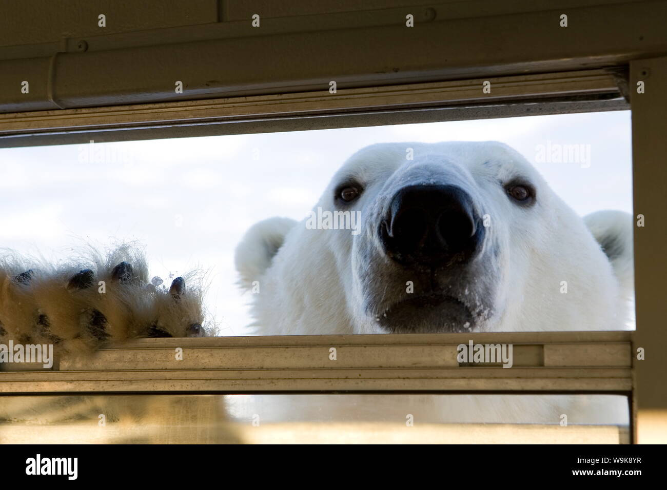 L'ours polaire (Ursus maritimus), la baie d'Hudson, à Churchill, Manitoba, Canada, Amérique du Nord Banque D'Images