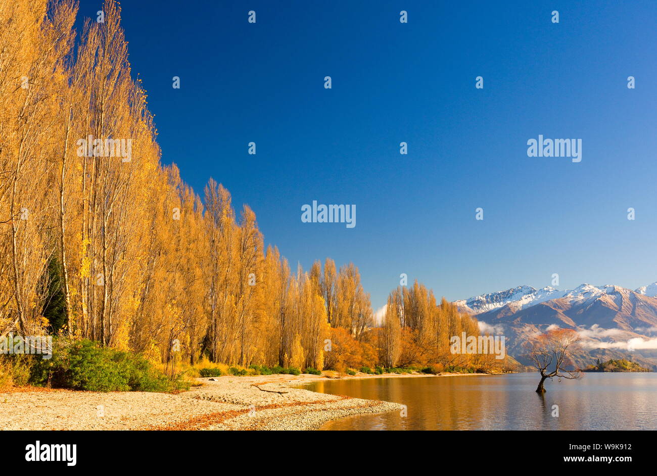 Les peupliers au bord du Lac Wanaka, Wanaka, Central Otago, île du Sud, Nouvelle-Zélande, Pacifique Banque D'Images