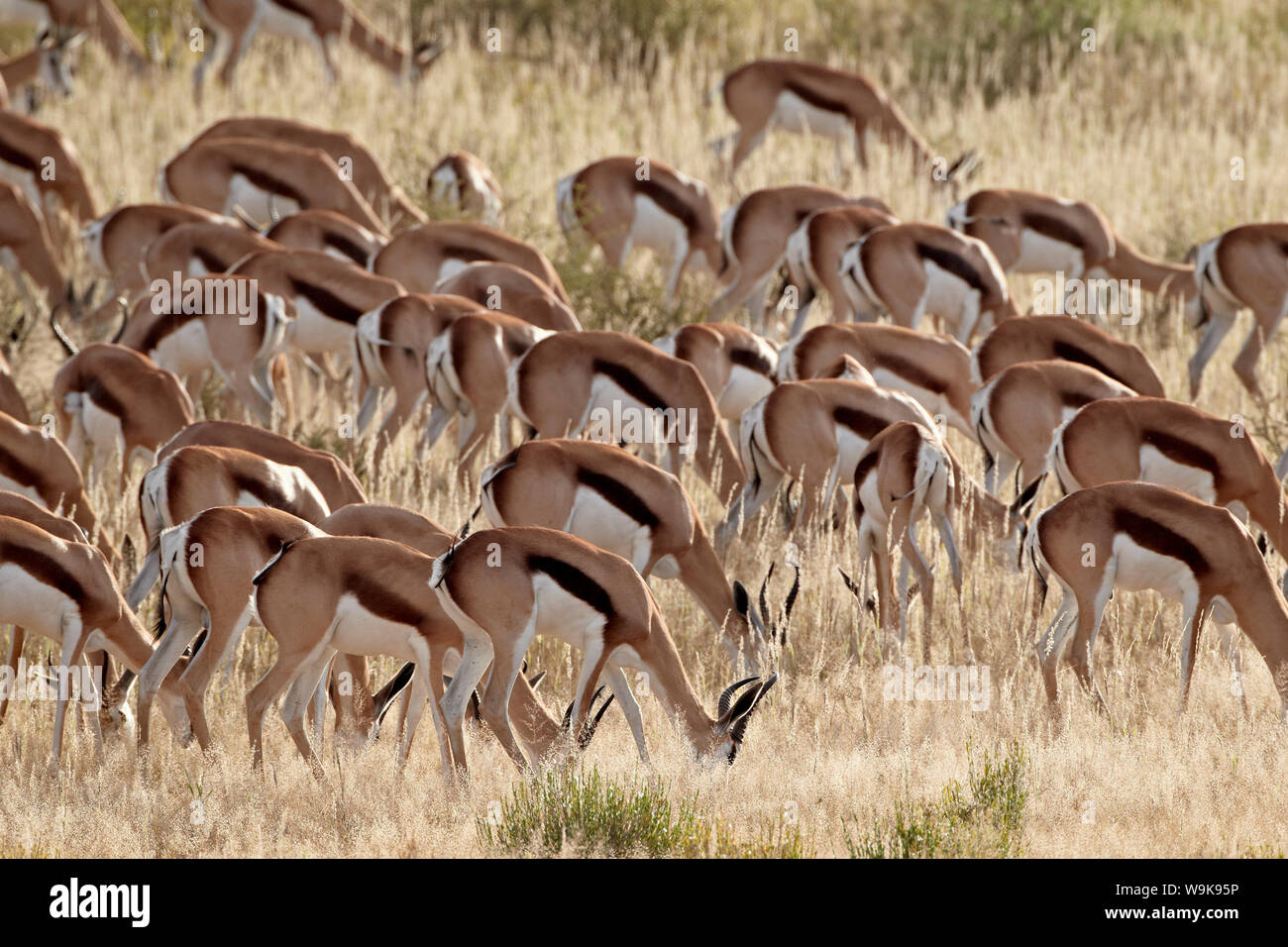 Le Springbok (Antidorcas marsupialis) troupeau, Kgalagadi Transfrontier Park, qui englobe l'ancien Kalahari Gemsbok National Park, Afrique du Sud, l'Afrique Banque D'Images