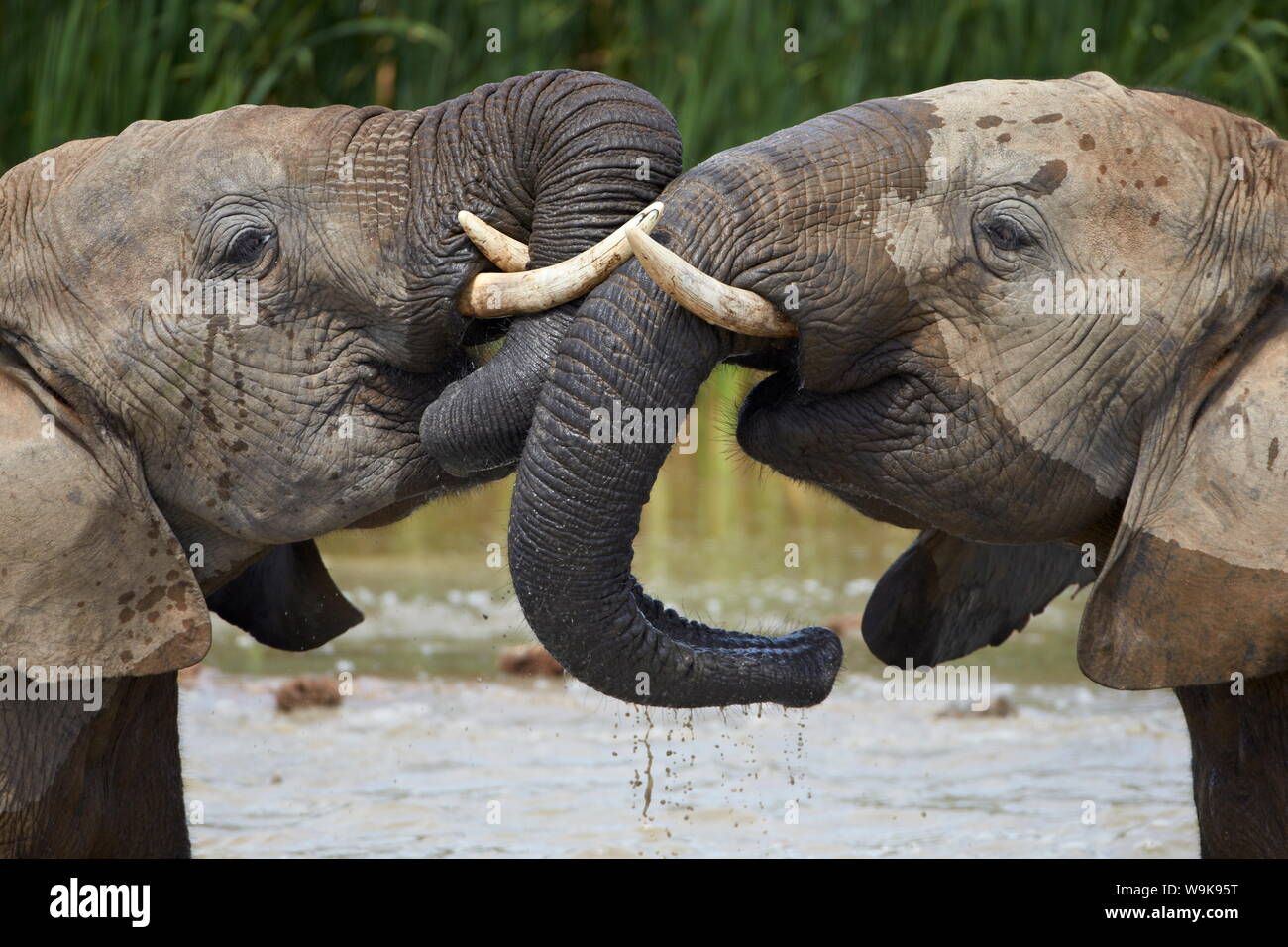 Deux African elephant (Loxodonta africana) jouant, Addo Elephant National Park, Afrique du Sud, l'Afrique Banque D'Images