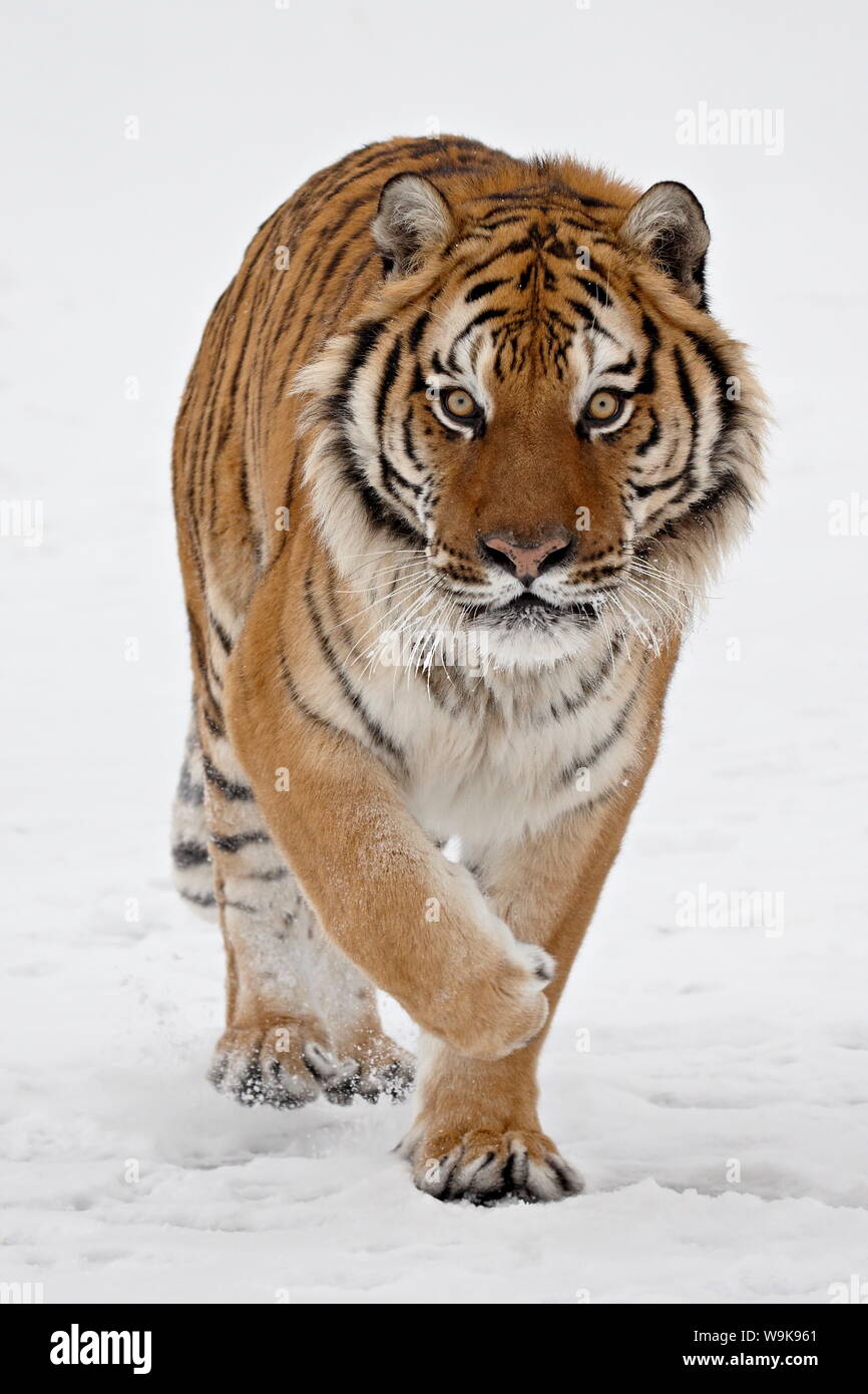 Tigre de Sibérie en captivité (Panthera tigris altaica) dans la neige, près de Bozeman, Montana, États-Unis d'Amérique, Amérique du Nord Banque D'Images