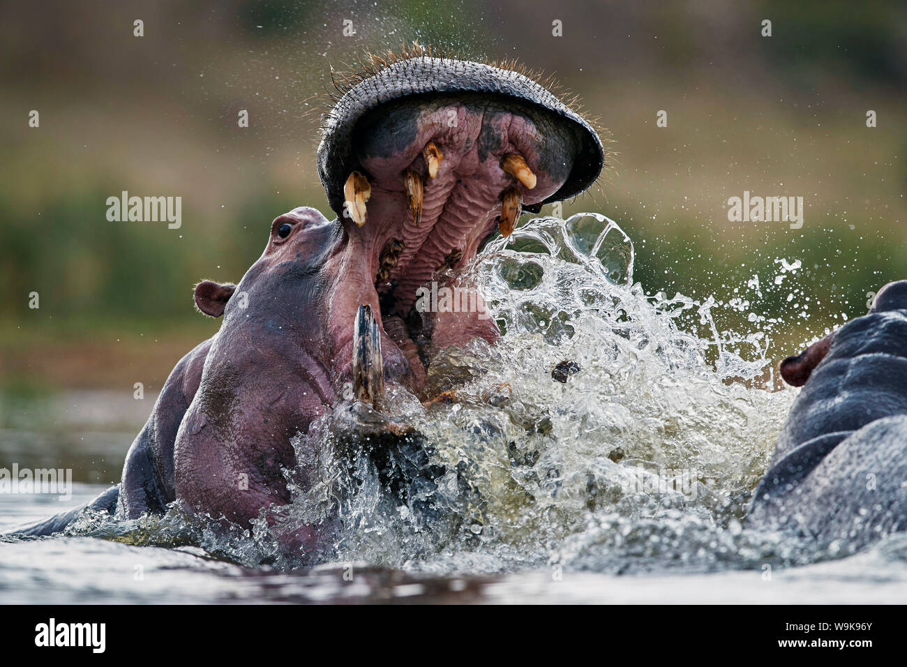 Hippopotame (Hippopotamus amphibius) sparring, Kruger National Park, Afrique du Sud, l'Afrique Banque D'Images