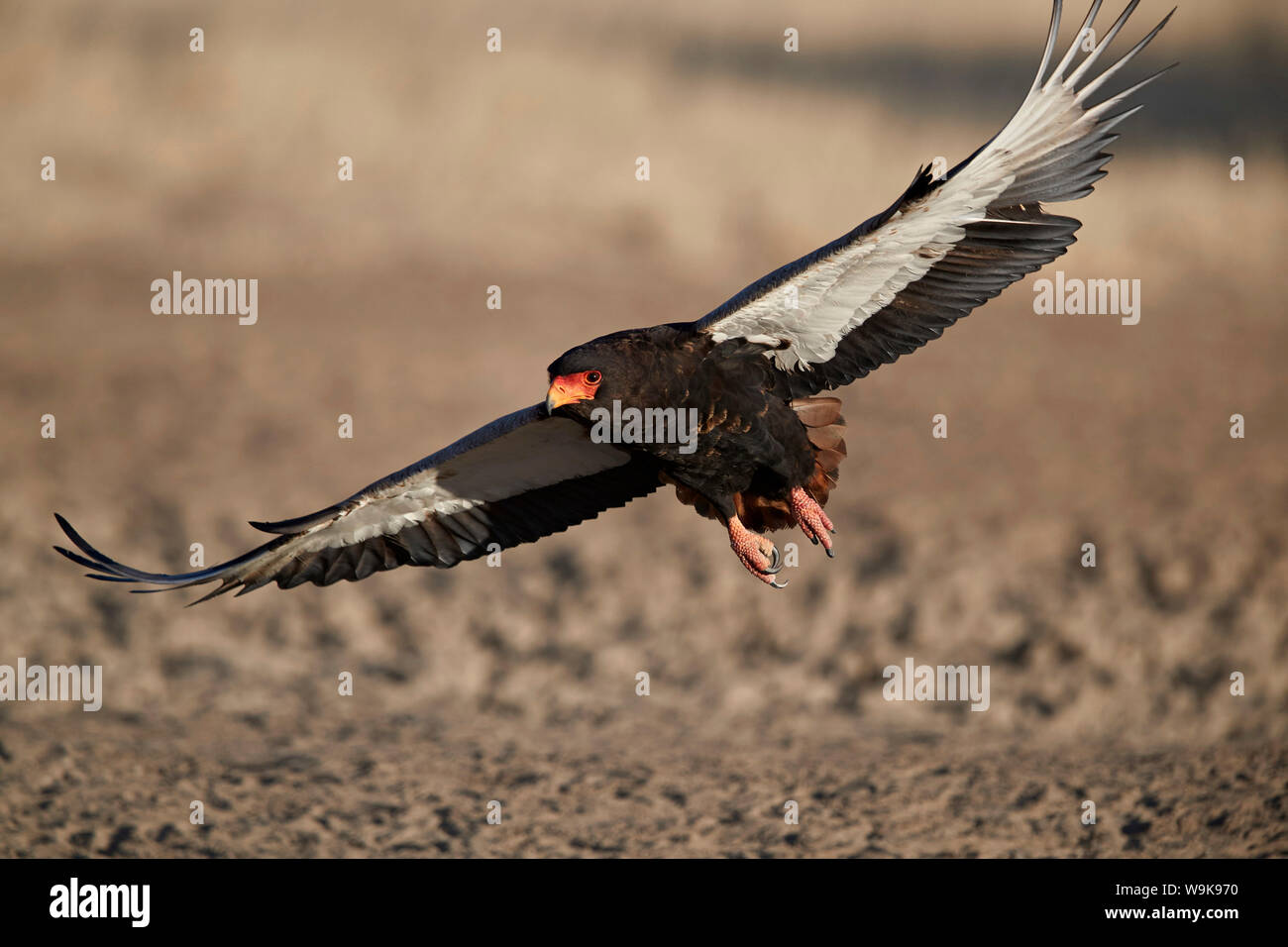 Bateleur (Terathopius ecaudatus) landing, femme, Kgalagadi Transfrontier Park, qui englobe l'ancien Kalahari Gemsbok National Park, Afrique du Sud Banque D'Images