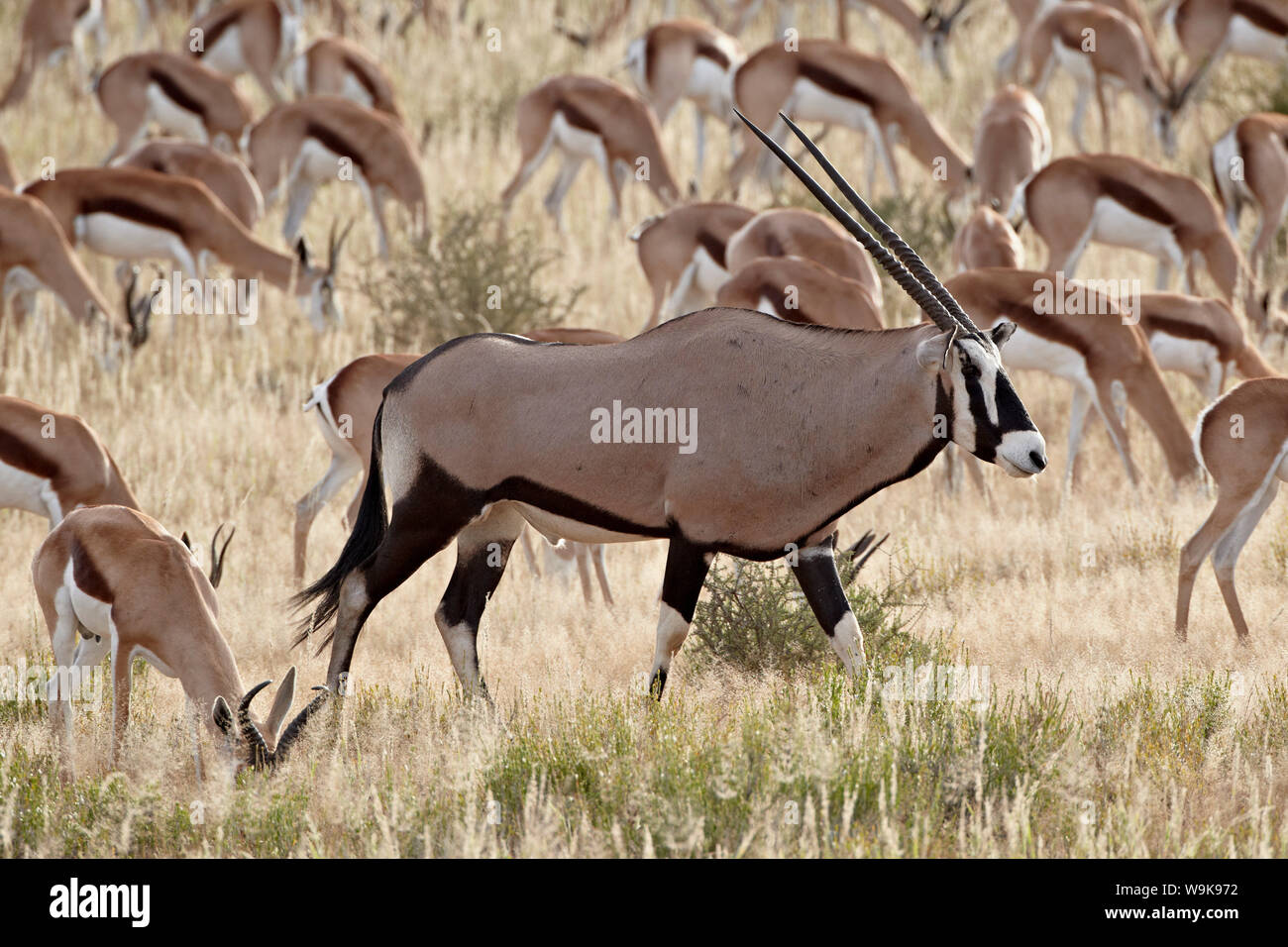 Gemsbok (oryx d'Afrique du Sud) (Oryx gazella) passent à côté d'un springbok (Antidorcas marsupialis) troupeau, Kgalagadi Transfrontier Park Banque D'Images