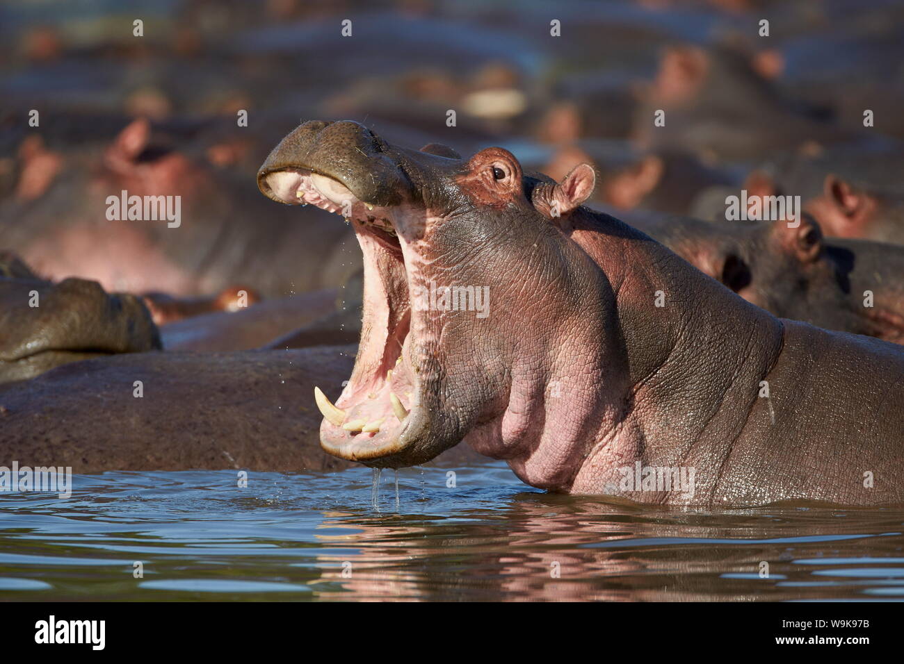 Hippopotame (Hippopotamus amphibius) les bâillements, Parc National de Serengeti, Tanzanie, Afrique orientale, Afrique du Sud Banque D'Images
