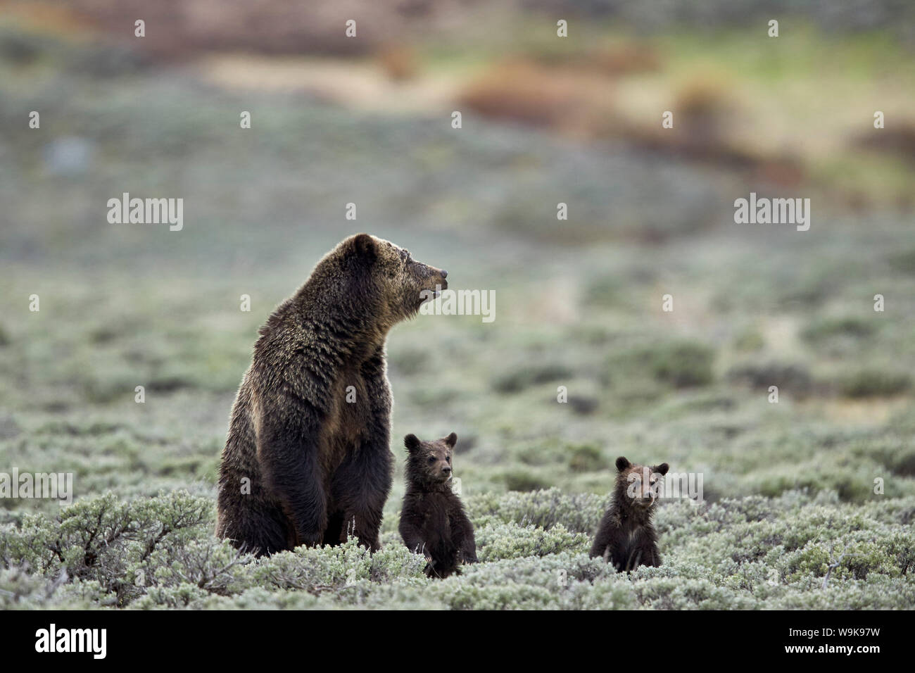 Ours grizzli (Ursus arctos horribilis) sow et deux petits de l'année ou au printemps d'oursons debout, le Parc National de Yellowstone, Wyoming, USA Banque D'Images