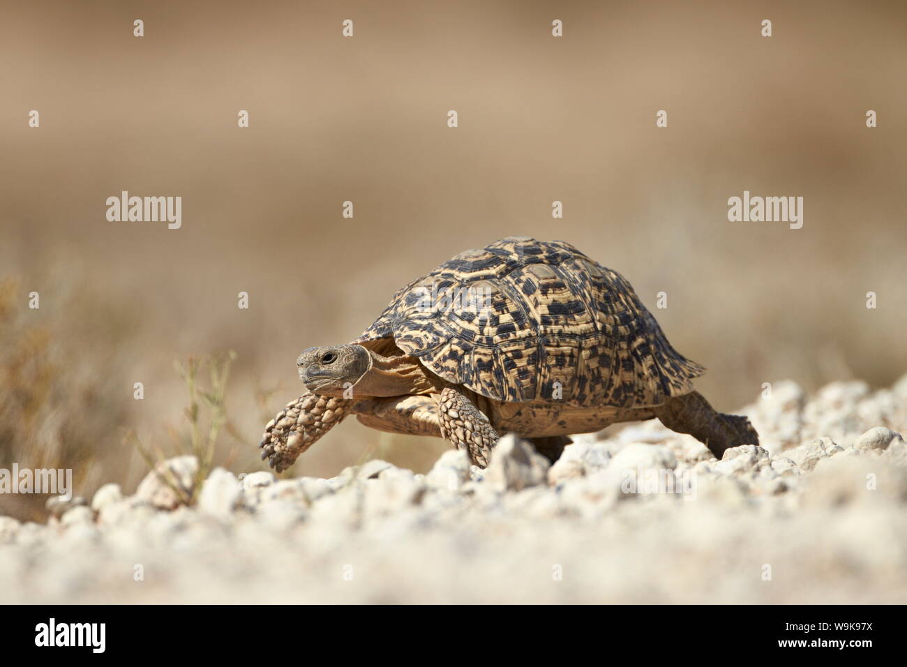 Tortue léopard (Geochelone pardalis), Kgalagadi Transfrontier Park, qui englobe l'ancien Kalahari Gemsbok National Park, Afrique du Sud, l'Afrique Banque D'Images