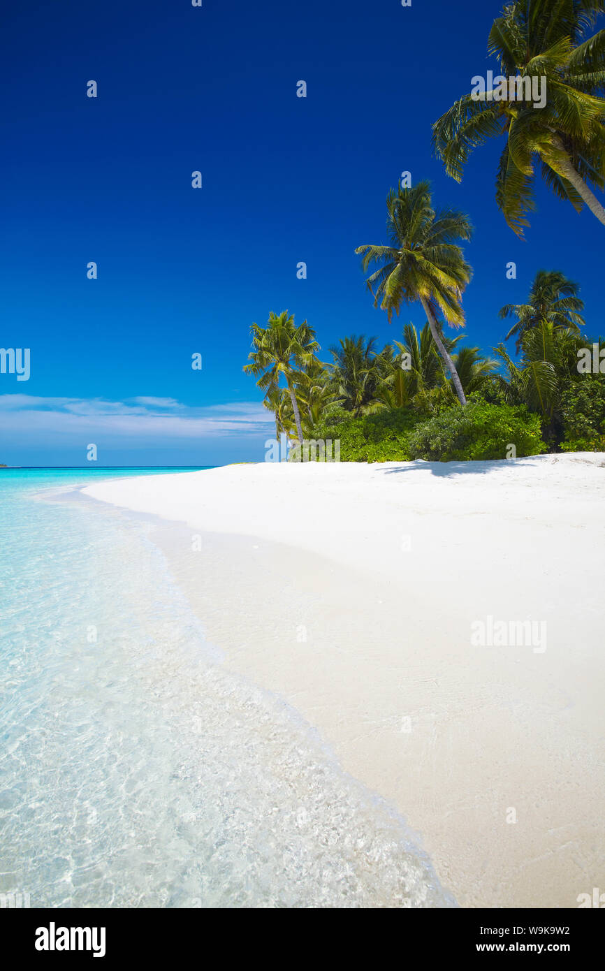 Tropical Island, Maldives, océan Indien, Asie Banque D'Images