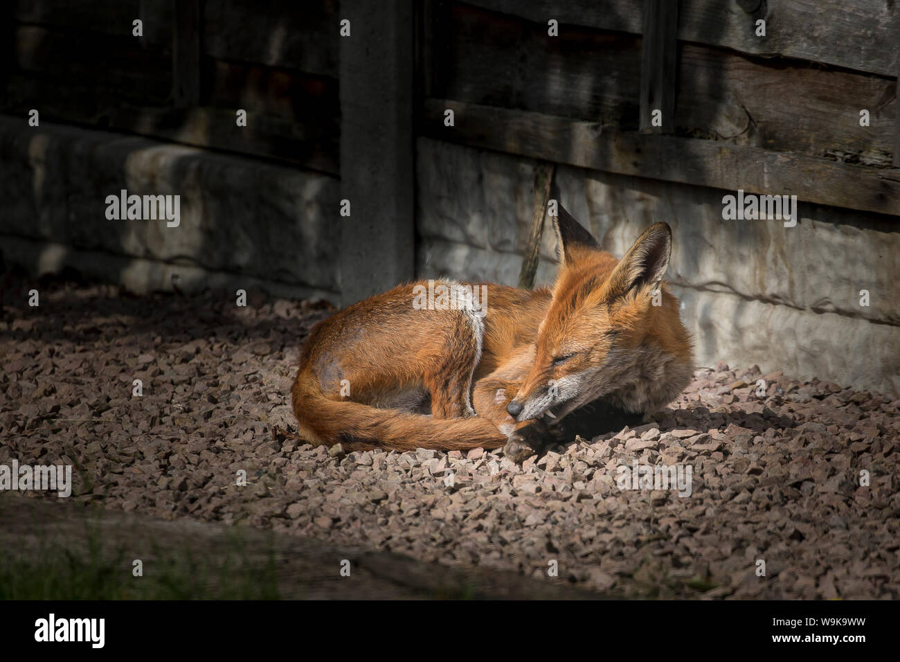 Les close up of wild, urbain, femme red fox (Vulpes vulpes UK) isolés à l'extérieur assis, de détente dans un jardin, dans sunshine cleaning ses pattes. Banque D'Images Les close up of wild, urbain, femme red fox (Vulpes vulpes UK) isolés à l'extérieur assis, de détente dans un jardin, dans sunshine cleaning ses pattes. Banque D'Images