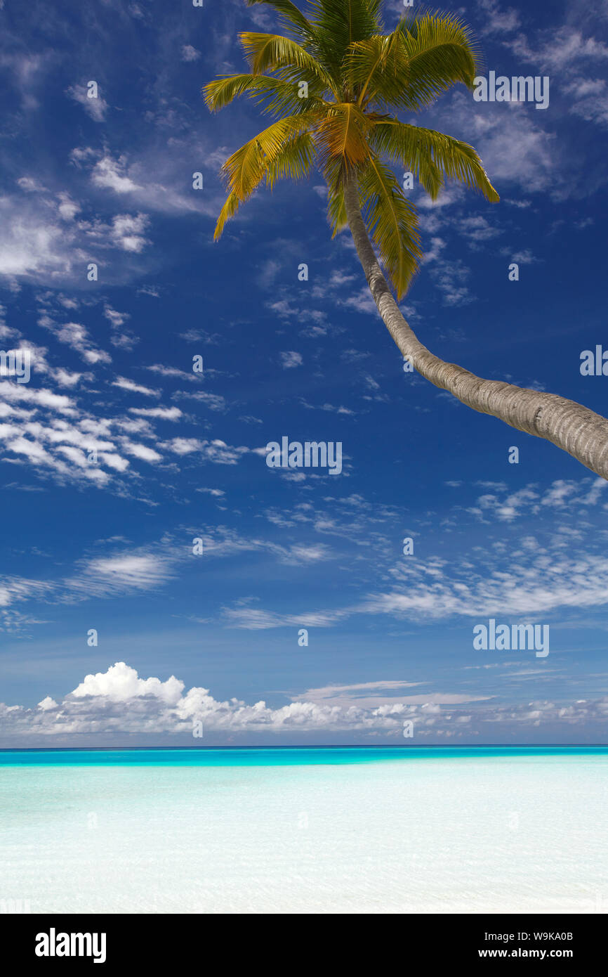 Palmier plage en surplomb, Maldives, océan Indien, Asie Banque D'Images