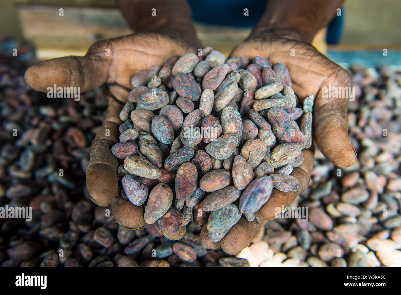 Femme tenant dans leurs mains les fèves de cacao, plantation de cacao Roca Aguaize, côte est de Sao Tomé, Sao Tomé et Principe, Océan Atlantique, Afrique Banque D'Images