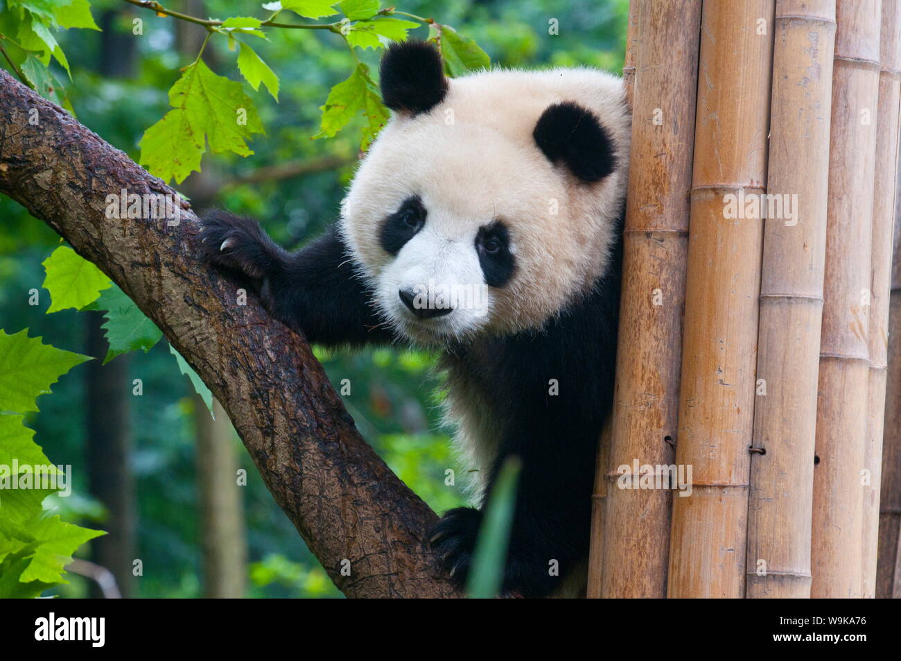 Panda géant (Ailuropoda melanoleuca) à la réserve de Panda Bear, Chengdu, Sichuan, China, Asia Banque D'Images