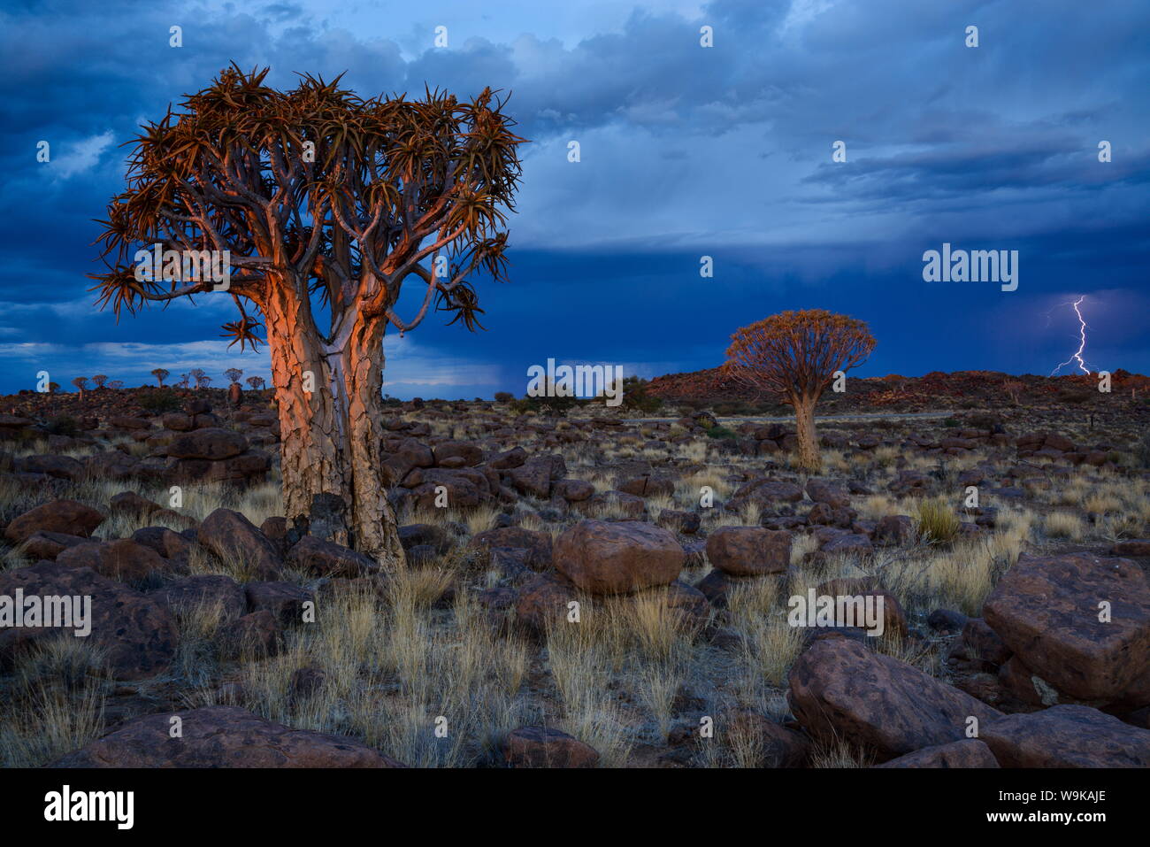 La foudre au milieu des rochers et arbres carquois au coucher du soleil dans l'aire de jeu géant, Keetmanshoop, Namibie, Afrique du Sud Banque D'Images