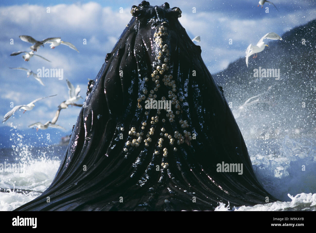 L'alimentation des baleines à bosse (Megaptera novaeangliae). Banque D'Images