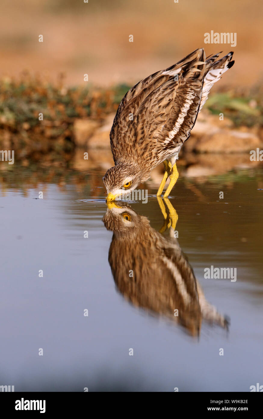 Burhinus bistriatus Banque D'Images