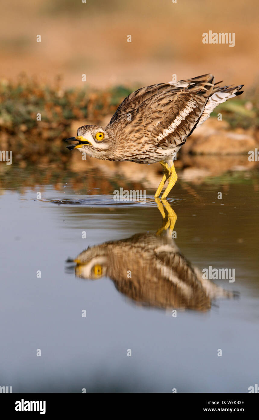 Burhinus bistriatus Banque D'Images