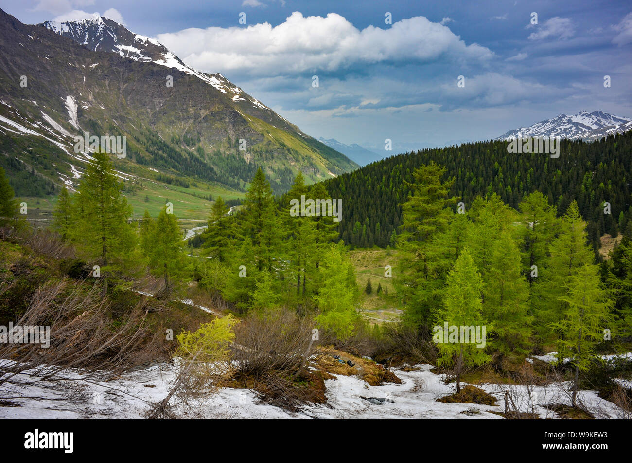 Mélèzes au début de l'été au-dessus de Kolm-Saigurn, parc national du Hohe Tauern, l'Autriche, alpes Banque D'Images