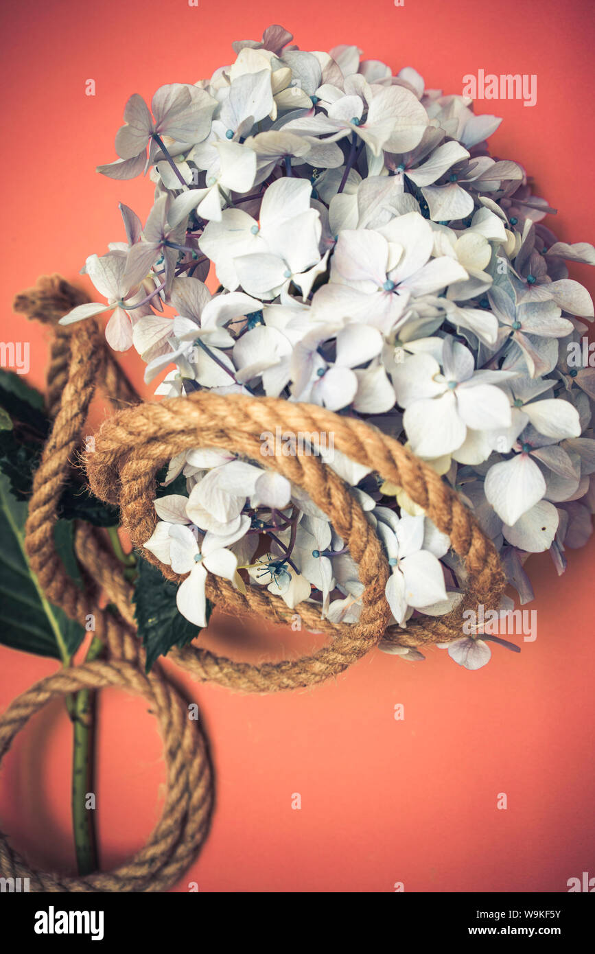 Fleur d'hortensias sur la tête avec une corde ficelle enroulée autour. métaphore, symbole, couverture du livre concept idée. Banque D'Images
