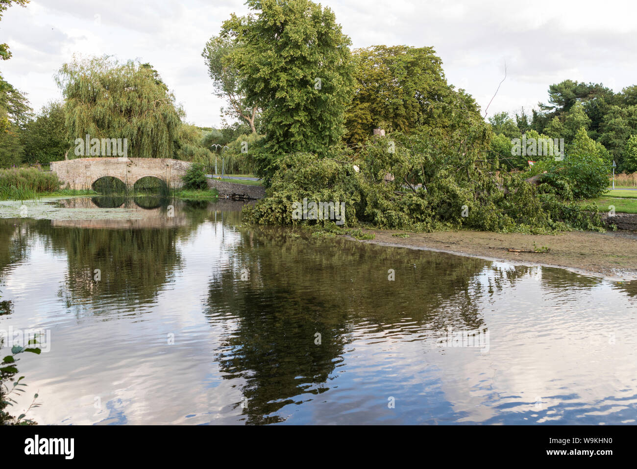 Arbre tombé sur la rivière Ouse peu après la récente tempête, à Mill Lane près de moniales Ponts Road, Thetford, UK Non aiguisé Banque D'Images