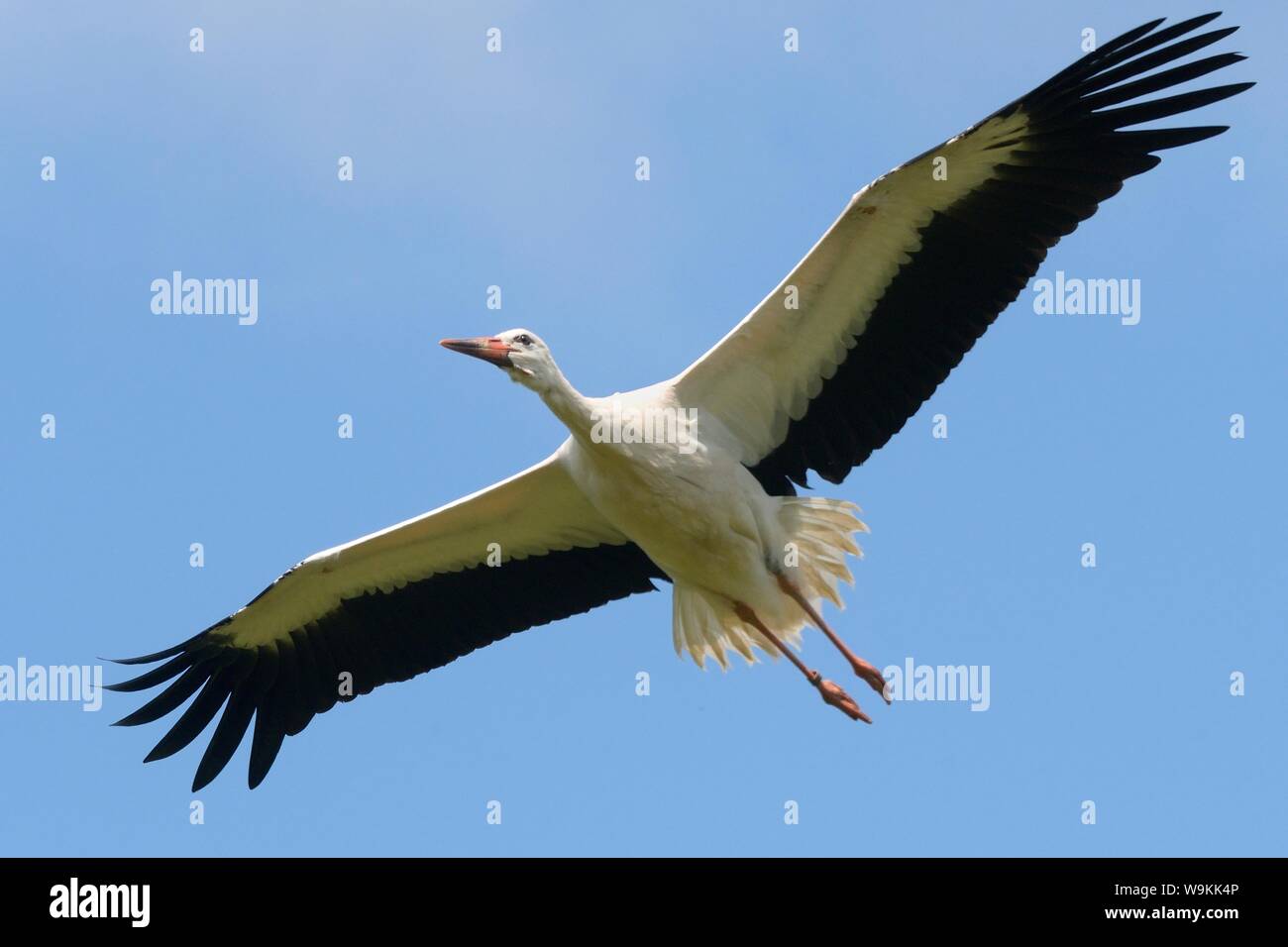 Juvéniles élevés en captivité Cigogne Blanche (Ciconia ciconia) en vol au dessus de l'Knepp Estate peu après leur libération, Sussex, Royaume-Uni, août 2019. Banque D'Images