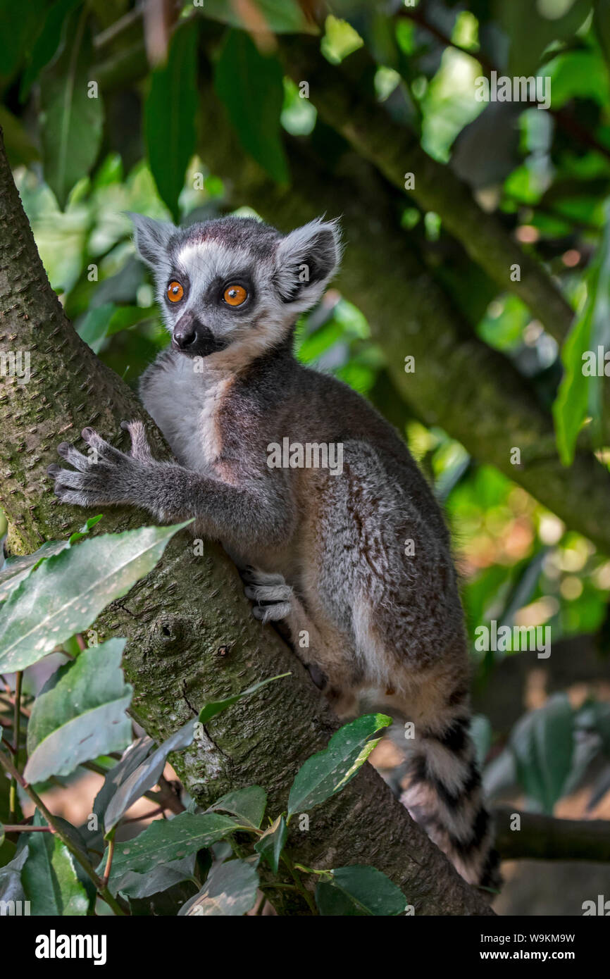 Untitled document (Lemur catta) escalade en arbre dans la forêt, primate originaire de Madagascar, Afrique Banque D'Images