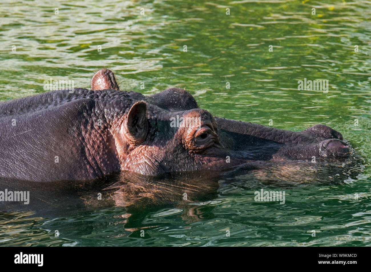L'hippopotame commun submergées / Hippopotame (Hippopotamus amphibius) à la surface pour respirer par les narines sont exposés dans l'eau de la rivière Banque D'Images