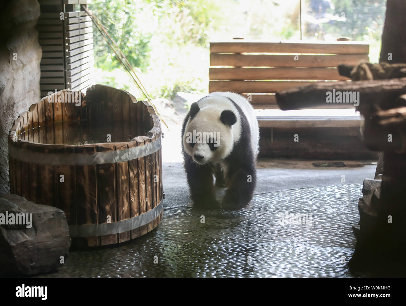 Berlin. 14Th Aug 2019. Photo prise le 14 août 2019 montre Meng Meng panda au zoo de Berlin Berlin, capitale de l'Allemagne. Zoo Berlin s'apprête à accueillir un ou deux oursons panda nouveau-né que les experts affirment qu'il est très probable que le 6-year-old panda Meng Meng est enceinte. Credit : Shan Yuqi/Xinhua/Alamy Live News Banque D'Images