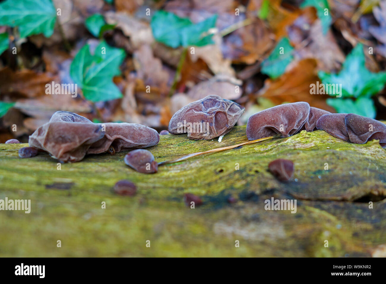 Auricularia auricula-judae, connu sous le nom de l'oreille du juif, l'oreille de bois ou de gelée d'oreille de champignon, ou champignons, croissant sur un tronc d'arbre mort, Angleterre, Royaume-Uni Banque D'Images