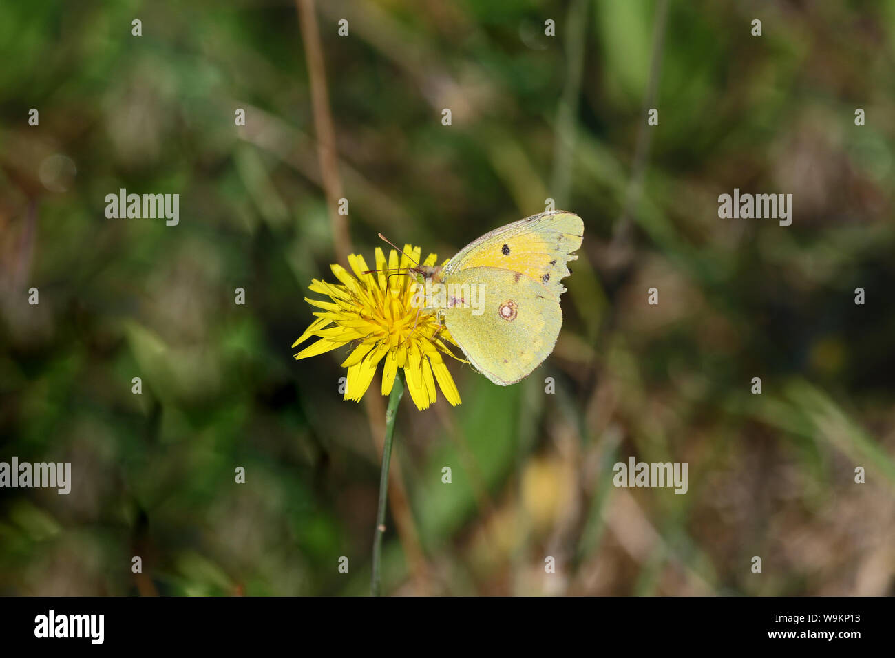 Des hommes âgés ayant brouillé papillon jaune Nom latin colias crocea à partir de la famille des Pieridae sur un figuier fleur laiteron Sonchus asper latin en Italie Banque D'Images