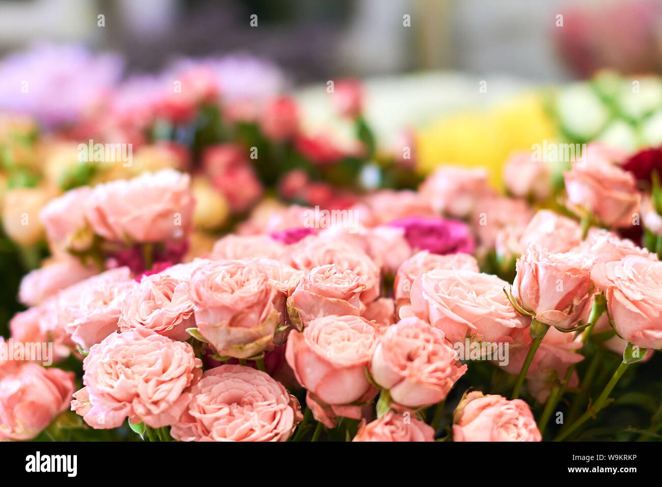 De nombreuses broches roses sont vendus dans la boutique de fleurs différentes fleurs colorées, dans l'arrière-plan flou de la photo Banque D'Images