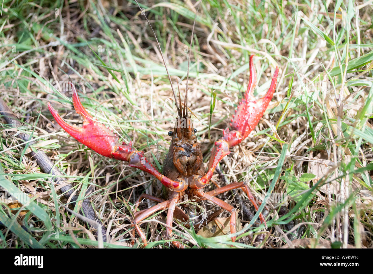 Marais rouge, l'écrevisse Procambarus clarkii, écrevisses invasives à Londres, Regents Canal, Août Banque D'Images