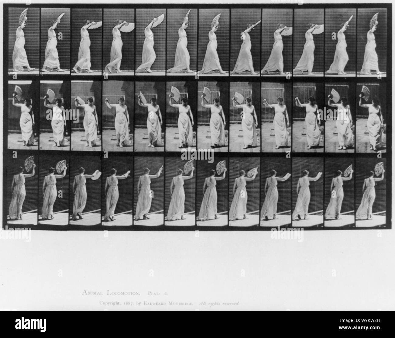 Animal locomotion. Plaque 41 Banque D'Images