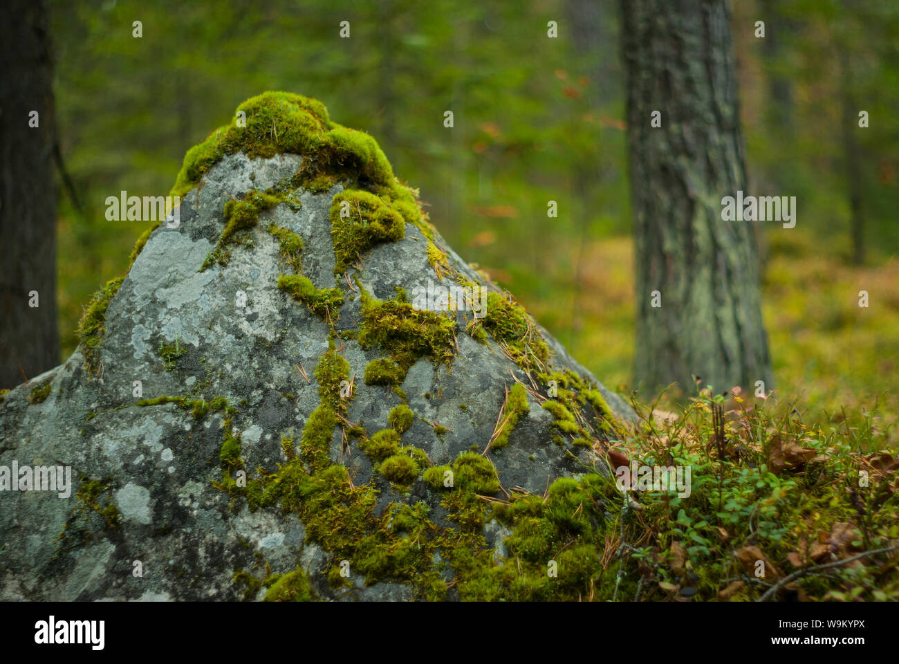 Pierre rocher couvertes de mousse verte dans la forêt Photo Stock - Alamy