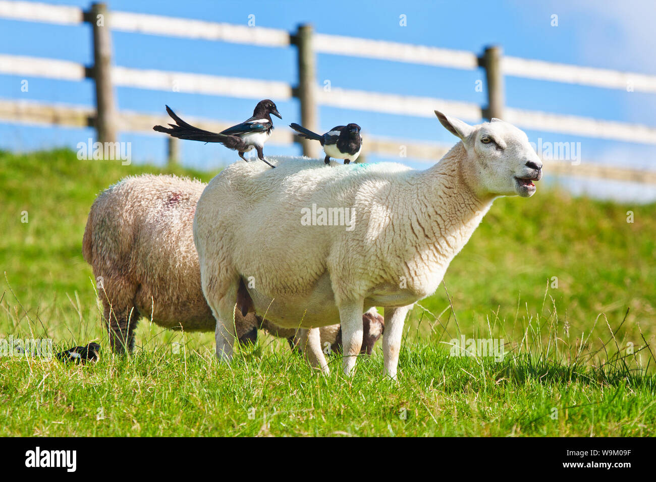 Les pies assis sur un moutons retour Banque D'Images