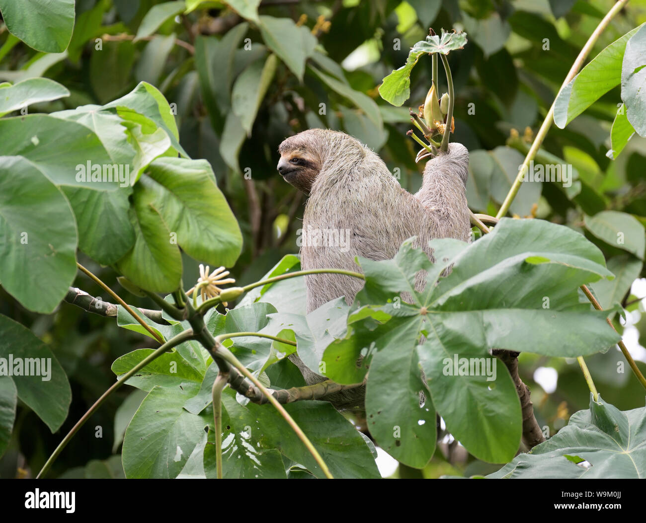 Trois-toed sloth, Brown-throated trois orteils, sloth, Bradypus variegatus, Parc National Manuel Antonio, CR Banque D'Images