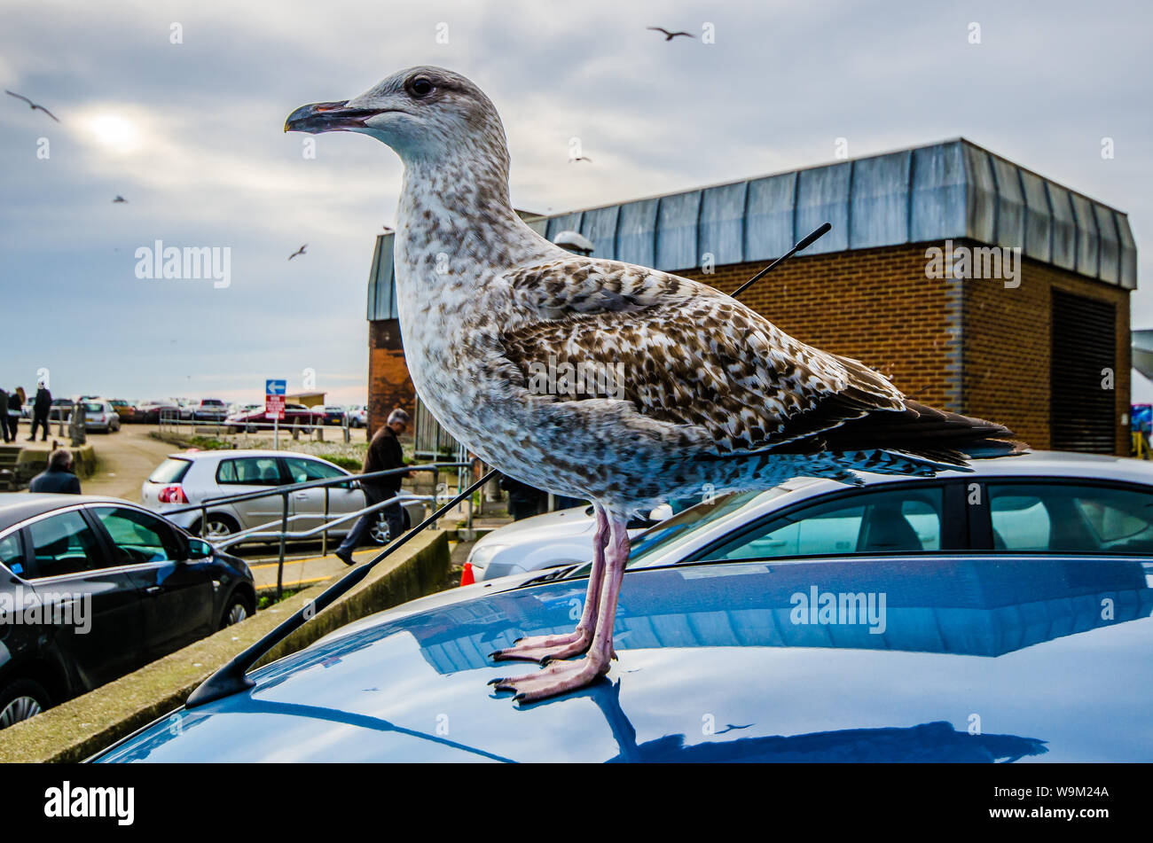 Grande mouette assis sur le toit d'une voiture près de la mer à Hastings, Royaume-Uni. Juvenile Herring Gull Larus argentatus. Gull courageux ne se déplace pas. Les gens Banque D'Images