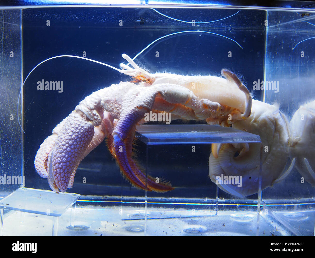 Spécimen de homard mort conservé à Mote Aquarium, Florida, USA, le 6 avril 2019, © Katharine Andriotis Banque D'Images