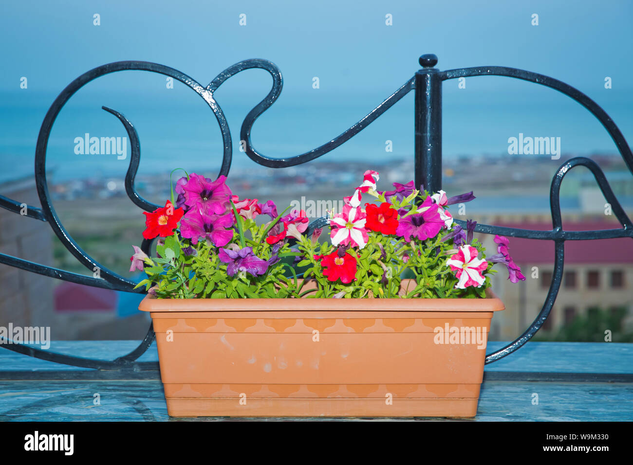 Cyclamen fleurs colorées en pot rectangulaire isolé sur blanc . dans un jardin de fleurs roses fleurs en pot . rectangulaire isolé sur bleu Banque D'Images