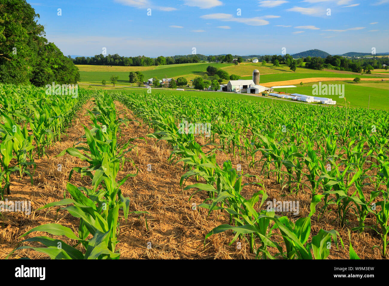 Champ de maïs, Dayton, vallée de Shenandoah, en Virginie, USA Banque D'Images