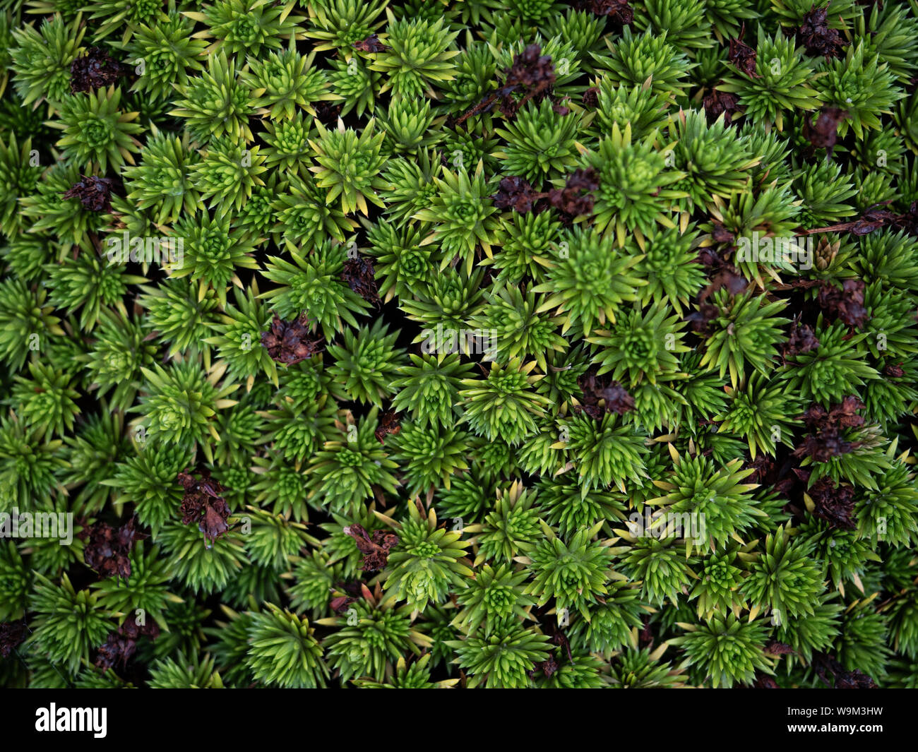 Les plantes alpines en remplissant le cadre comme un résumé fond violet et vert Banque D'Images Les plantes alpines en remplissant le cadre comme un résumé fond violet et vert Banque D'Images