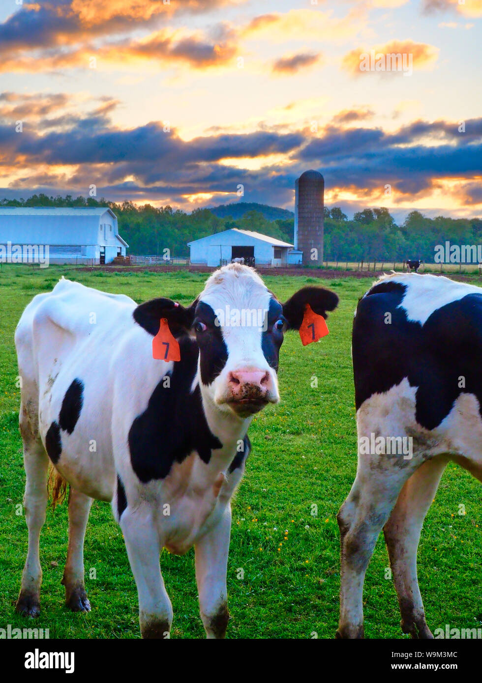 Vaches qui paissent au lever du soleil près de Dayton dans la vallée de Shenandoah en Virginie, USA Banque D'Images