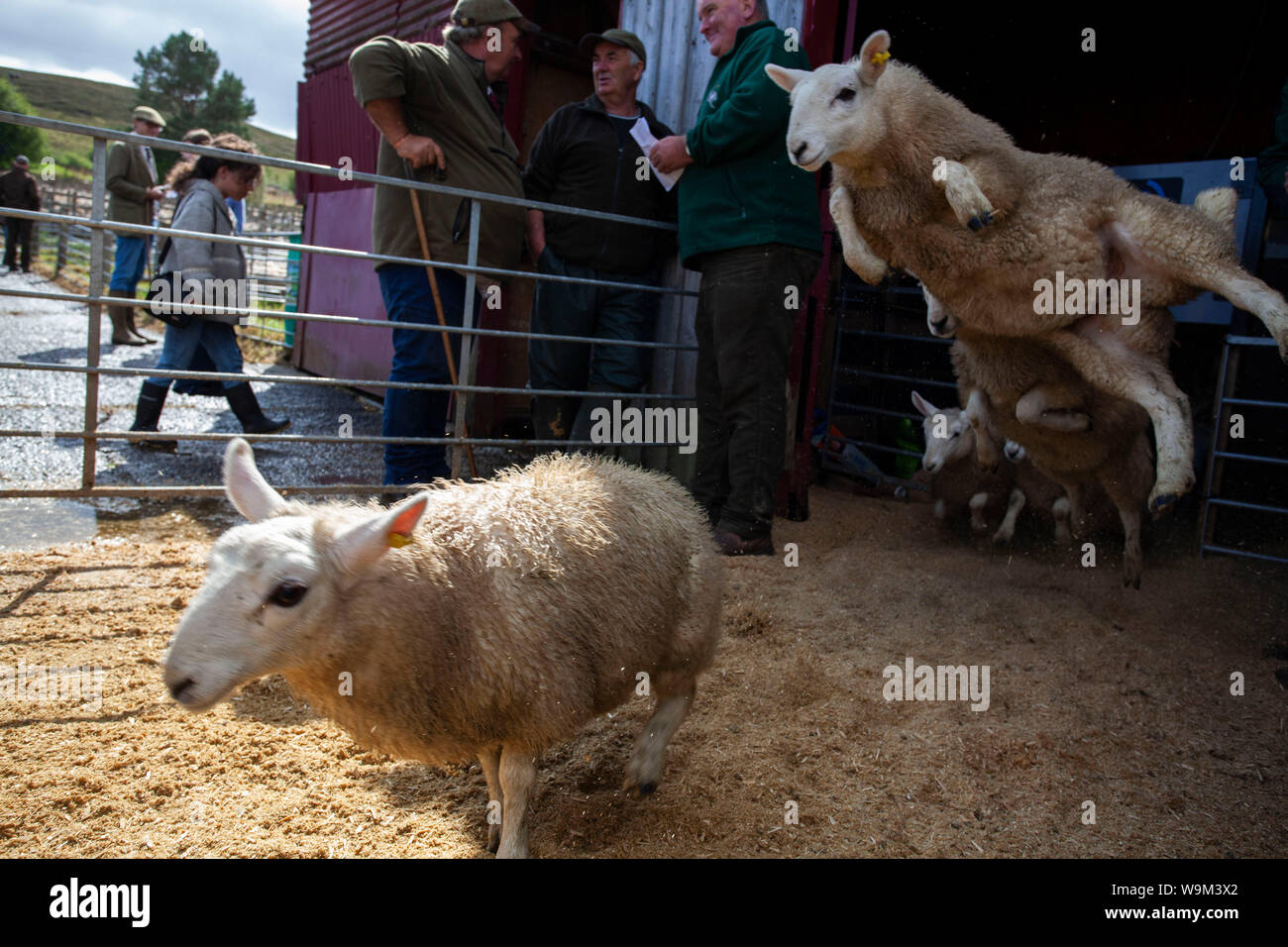 LAIRG, Scotland, UK - 13 Aug 2019 - Certains pays du nord de plus de 16 500 brebis et Cheviot hill dit s'agneaux passe sous le marteau de l'organisation des ventes aux enchères Banque D'Images