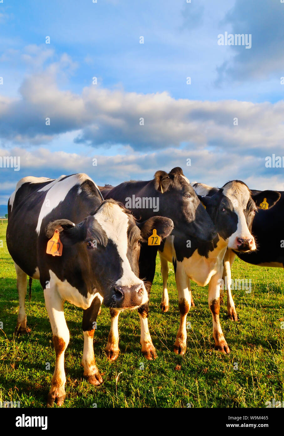 Vaches qui paissent au lever du soleil près de Dayton dans la vallée de Shenandoah en Virginie, USA Banque D'Images