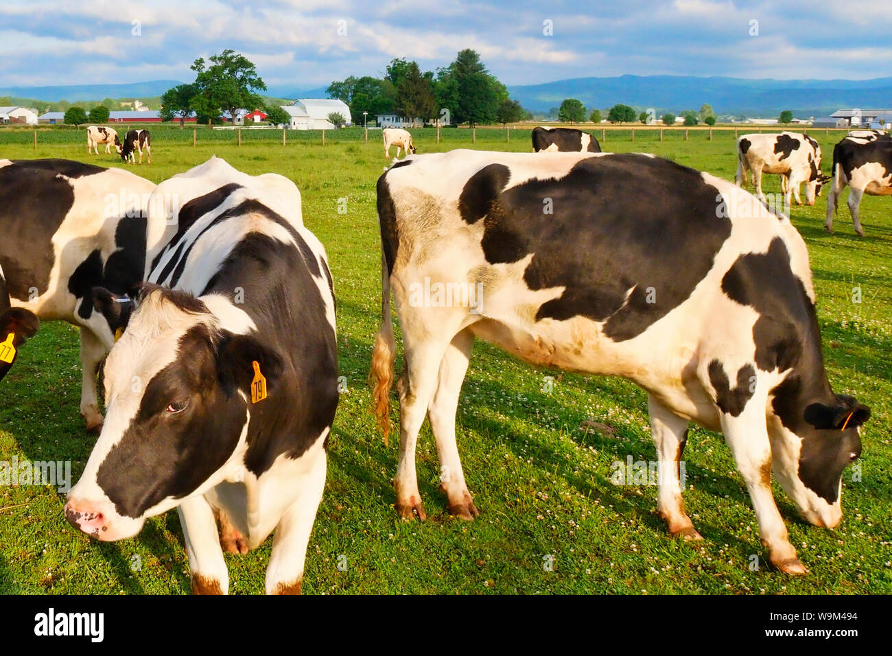 Vaches qui paissent au lever du soleil près de Dayton dans la vallée de Shenandoah en Virginie, USA Banque D'Images