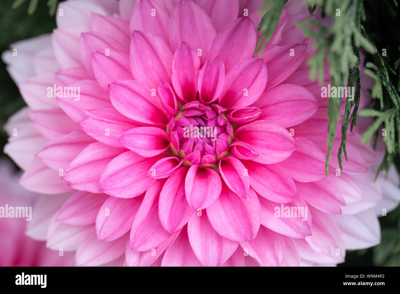 Close-up of a beautiful pink Dahlia Banque D'Images