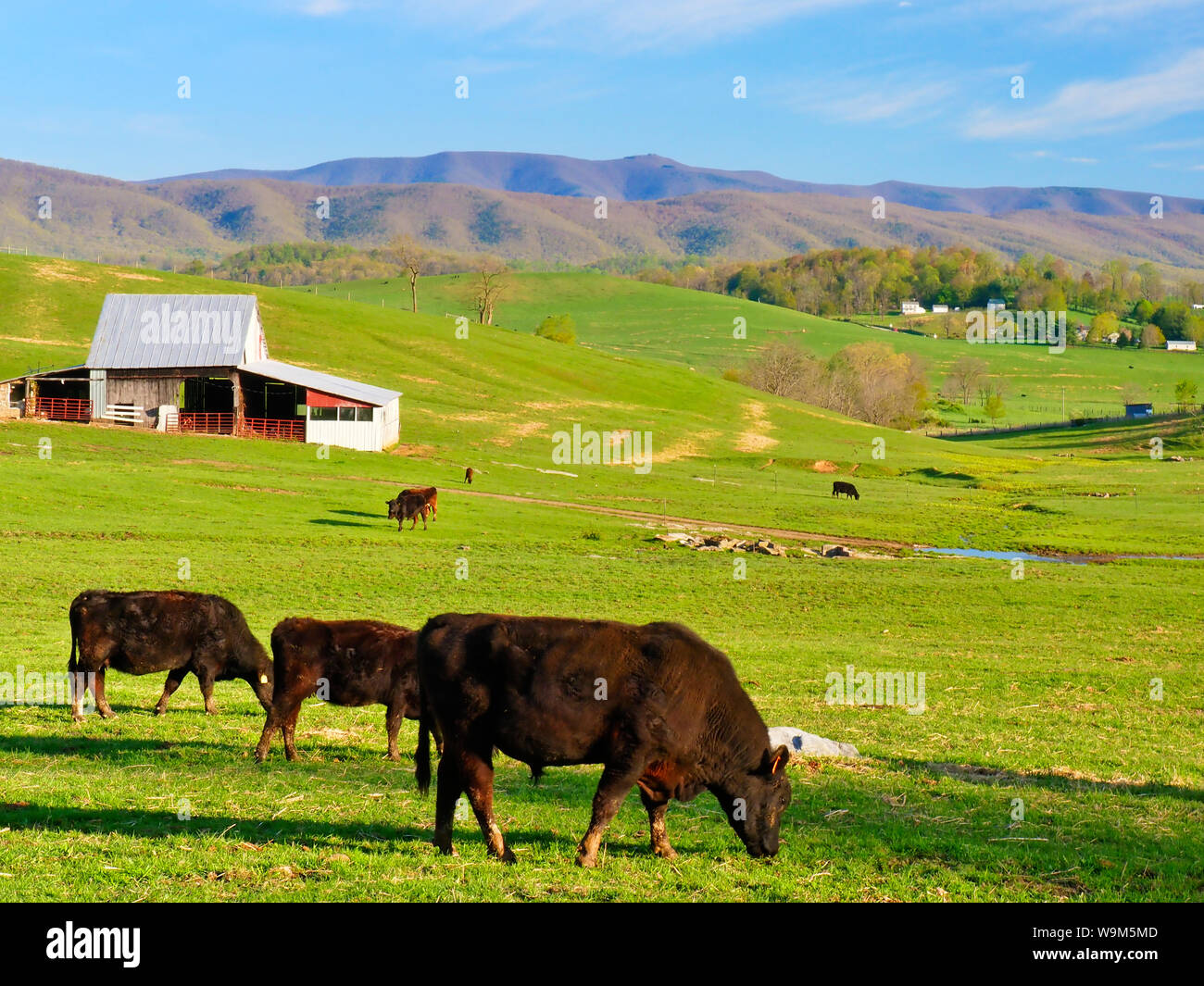 Le pâturage sur ferme près de Middlebrook dans la vallée de Shenandoah, en Virginie, USA Banque D'Images