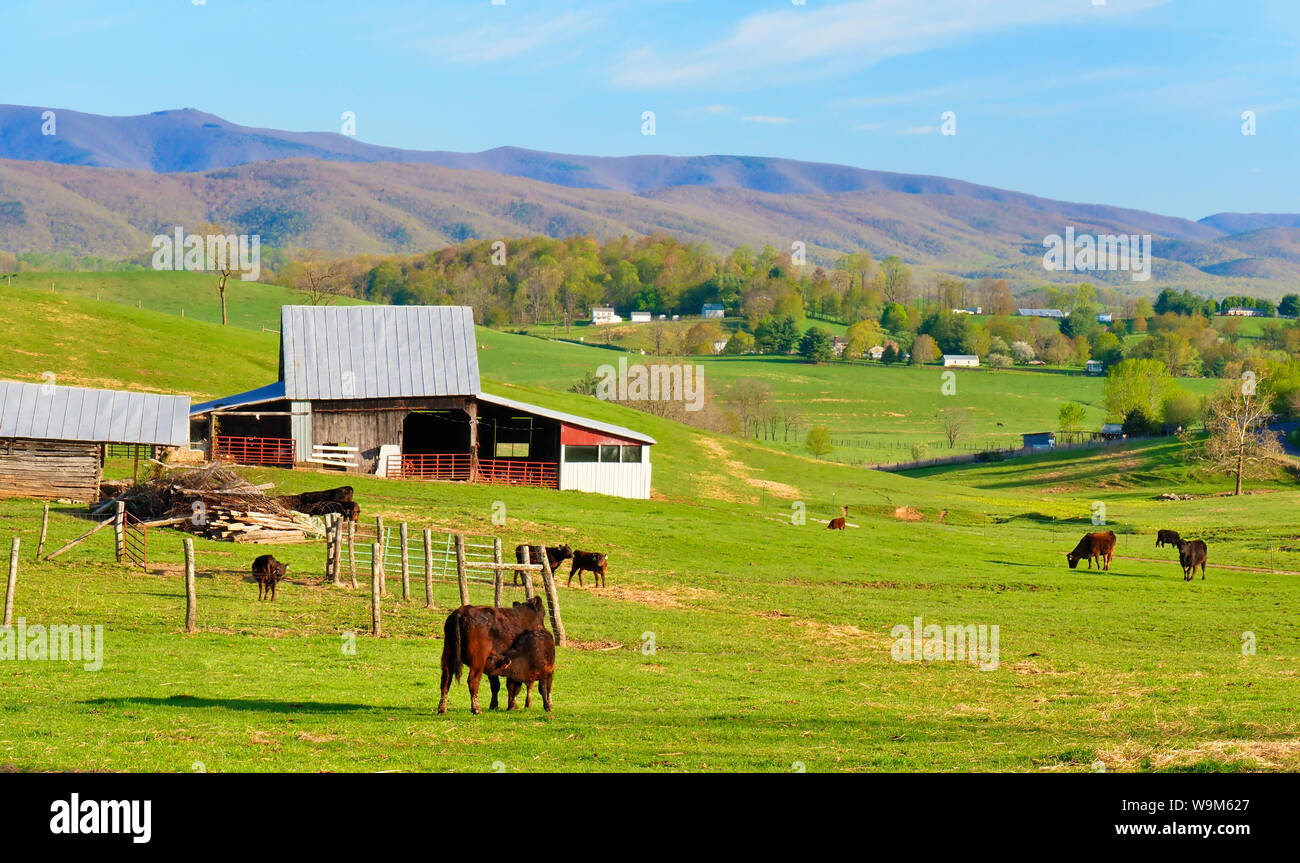 Le pâturage sur ferme près de Middlebrook dans la vallée de Shenandoah, en Virginie, USA Banque D'Images